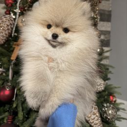 Boy 1 - Cream male Pomeranian puppy in Southaven, Mississippi from Bougie Breeds