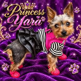 Yara - Yorkshire Terrier