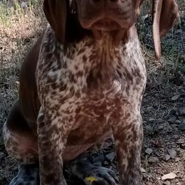 German Shorthaired Pointers from Von Beauchene Breeders