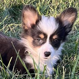 Pembroke Welsh Corgis from TLC Corgie’s