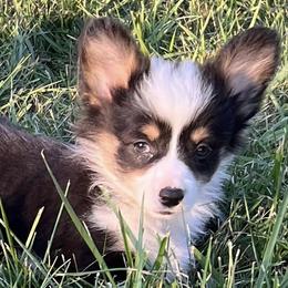 Pembroke Welsh Corgis from TLC Corgie’s