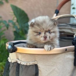 Chai - Chocolate merle male Pomeranian puppy in Stockton, California from lunas_poms