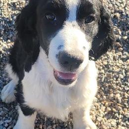 English Springer Spaniels from Karen's English Springer Spaniels