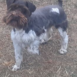 Miniature Schnauzer All Grown Up from Rufus's Raiders