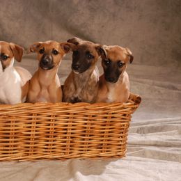 Whippet Puppies from Jamminwhippets