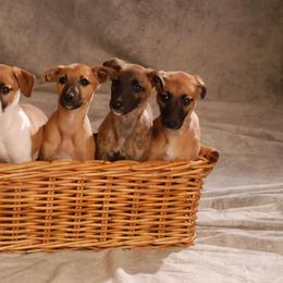 Whippet Puppies from Jamminwhippets