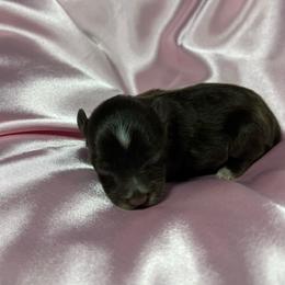 Emma - Liver female Miniature Schnauzer puppy in Norman, Oklahoma from Priscilla's Miniature Schnauzers