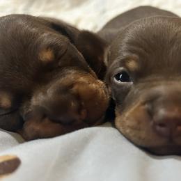 Dachshunds and Poodles from Arkansas Poodles & Dachshunds
