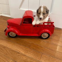 TBD - Sable merle and white male Shetland Sheepdog puppy in Tuscumbia, Alabama from Agee's World of Shelties