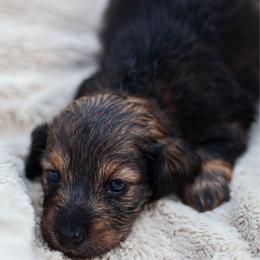 Charmander - Wild boar male Dachshund puppy in Tampa, Florida from EntityDachs