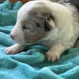 BMF - Blue merle female Miniature American Shepherd puppy in Philpot, Kentucky from MarLoWin Aussies
