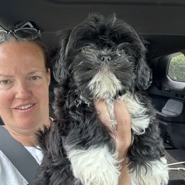 Tripp - Black and white male Shih Tzu puppy in Hickory, North Carolina from PAWSitive Breeders of the Carolinas