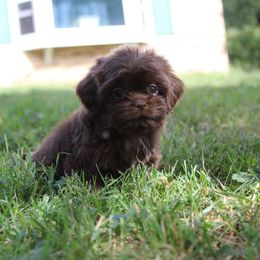 Chocolate girl 1 - Chocolate female Shih Tzu puppy in Newark, Ohio from Gemini Kennels