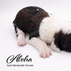 Bernedoodle, Saint Berdoodle, and Sheepadoodle Puppies from Yankee Doodle Puppies