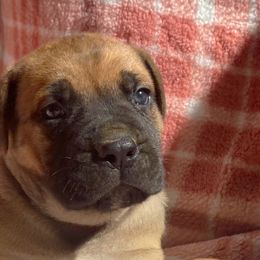 Cane Corso Puppies from River Bluff Cane Corsos