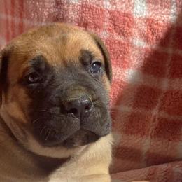 Cane Corso Puppies from River Bluff Cane Corsos