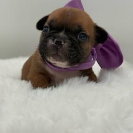 Esme - Fawn female French Bulldog puppy in Largo, Florida from Big Daddy Frenchies