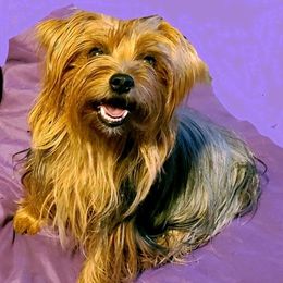 Companion Crosses, Miniature Schnauzers, and Yorkshire Terriers from MomaWolf Puppies