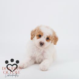 Miss Blue - Parti female Labradoodle puppy in Travelers Rest, South Carolina from Doodles of Love Labradoodles