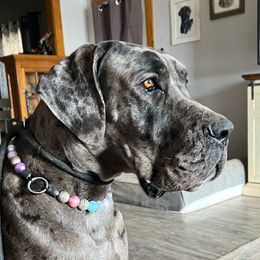 Molly - Great Dane