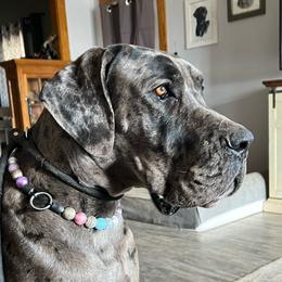 Molly - Great Dane