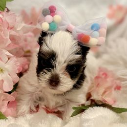 Summer (Dark Chocolate Parti) - Chocolate, tan and white female Yorkshire Terrier puppy in Tangipahoa County, Louisiana from Riche’ Louisiana Yorkies