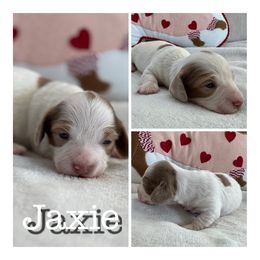 Jaxie - Dachshund puppy from Koli Acres