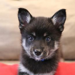 Bernedoodle and Pomsky Puppies from Cottonwood Pomskies and Bernedoodles