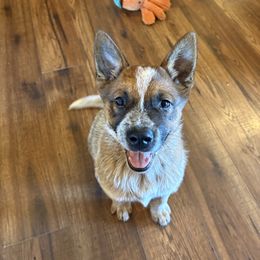 Orange collar - Red mottled male Australian Cattle Dog puppy in Town Creek, Alabama from Crooked Creek Farm and kennel