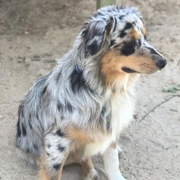 Australian Shepherds from Diamond 5 Aussies