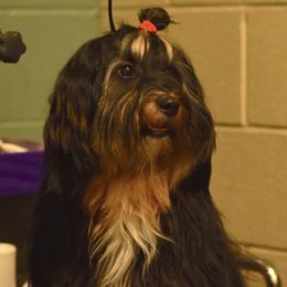 Epic - Tibetan Terrier