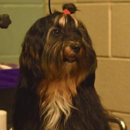 Epic - Tibetan Terrier
