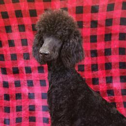 Malibu - Poodle