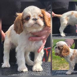 Charisma's sweet sensation - Red and white female English Toy Spaniel puppy in Glenwood City, Wisconsin from NyaStar