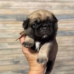 Max (brown) - Fawn male Pug puppy in Hereford, Arizona from Broken Road Ranch Pugs