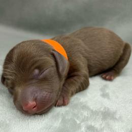 Female 1 - Chocolate female Dachshund puppy in Birmingham, Alabama from LongBottomDachshunds
