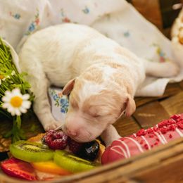 Poodle Puppies from Setting the Standard Poodles