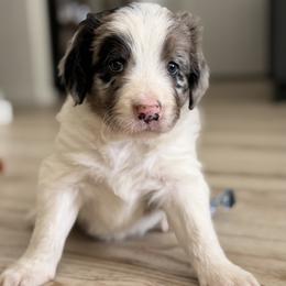 Pringles - Blue merle male Bordoodle puppy in Shelton, Washington from Prophecy Kennels
