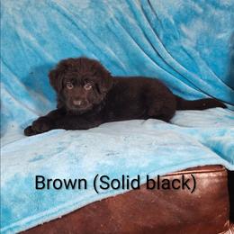 Brown collar - Black male German Shepherd puppy in Louisville, Ohio from Crooked River German Shepherds
