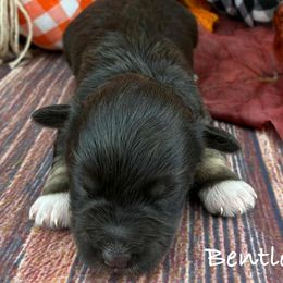 Bentley - Liver male Miniature Schnauzer puppy in Sylvania, Georgia from Southern Sky Miniature Schnauzers