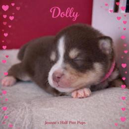 Dolly - Chocolate female Pomsky puppy in Cottrellville, Michigan from Jeanne’s Half Pint Pups