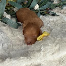 Yellow Collar - Red female Cavapoo puppy in South Jordan, Utah from Simply Sweet Paws. LLC