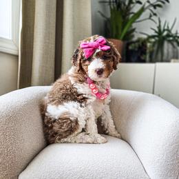 Arwen - Chocolate merle female Bernedoodle puppy in Gaylord, Michigan from Dog Mom Co. Doodles