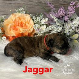 Jaggar - Sable male Bernedoodle puppy in Heyworth, Illinois from Cobble Creek Puppies