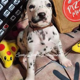Dalmatian Puppies from Spotty Bottom Dalmatians