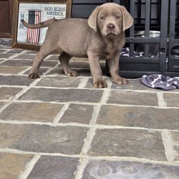 Ruger - Silver male Dilute Retriever puppy in Gaffney, South Carolina from Circle D Farms
