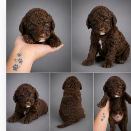 Hershey, Tan Collar - Phantom male Goldendoodle puppy in Delphos, Ohio from Route 66 Poodles & Doodles, Sapphire Shih-tzu's of Ohio
