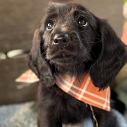 Boy 3 - Black male Dachshund puppy in Gouverneur, New York from Dack Dachshunds