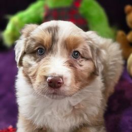 Scout (Phoenix) - Red merle female Australian Shepherd puppy in Smithfield, Utah from Invictus Farms