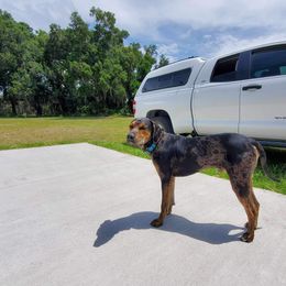 Catahoula Leopard Dog All Grown Up from Lazy 44 Catahoulas